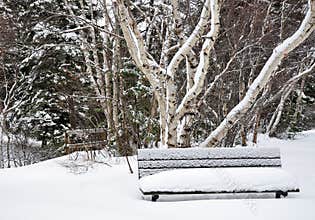 Snow covered bench in Winter