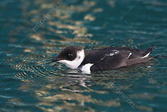 Kleine Alk, Little Auk, Alle alle