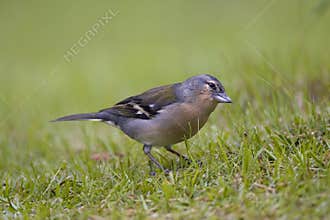 Azores Chaffinch, Azoren Vink, Fringilla coelebs moreletti