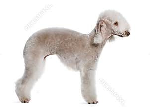 Profile of Bedlington terrier, standing