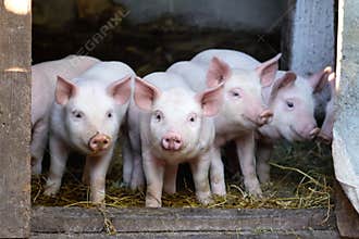 Little cute pigs on the farm.