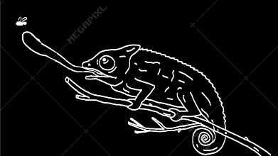 Chameleon catching flying insect drawing 2d animation