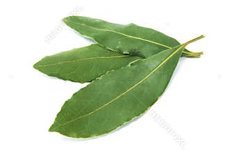 Bay laurel