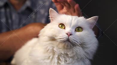 Old grandmother stroking white furry cat in home. Hands with wrinkles caresses domestic fluffy pet. Love, care, family
