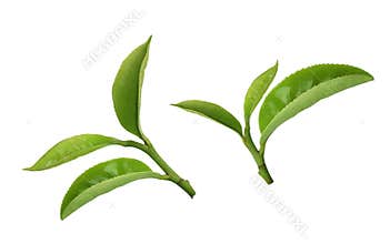 Tea leaf