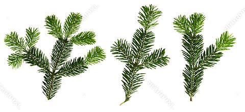 Fir tree branches with isolated on white background.