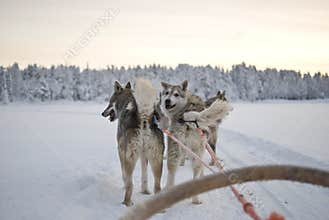Husky - sled dogs