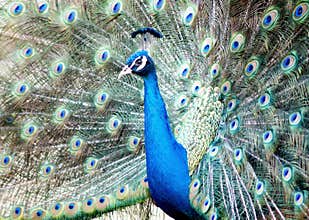 Beautiful peacock with feather out