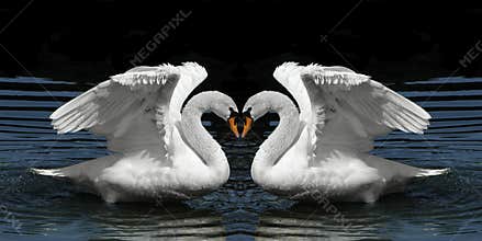 Twin Swans facing to create heart shape