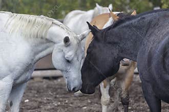White and black horses nuzzling