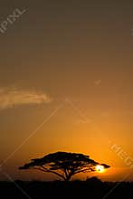 Acacia Tree at Sunrise