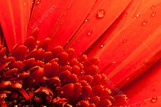 Red flower macro water drops