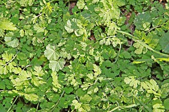 Ground cover