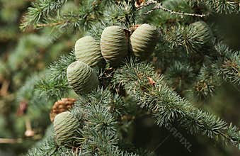 Cones growing on a branch of a Cedar Tree Cedrus libani Cedar of Lebanon or Lebanon Cedar in the UK.