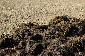 Fertilizer from cow manure and straw.