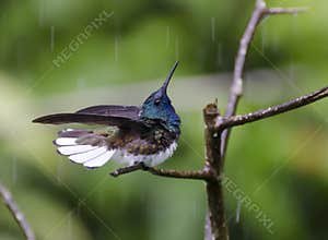 White-necked Jacobin Bathing In The Rain