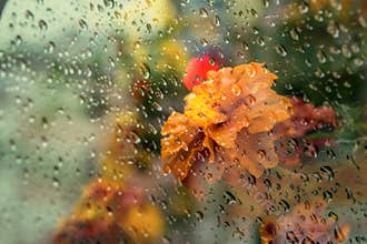 View of the flowers on the balcony through wet glass.
