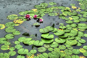 Lotus in rain