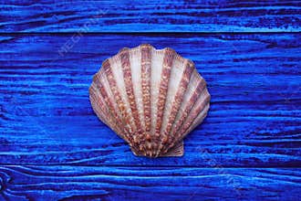 Close up of seashell