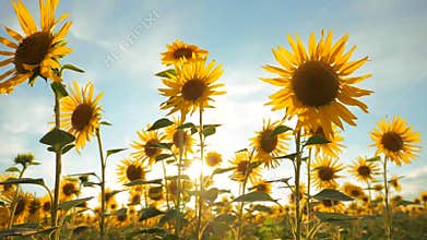 Sunset over the field of sunflowers against lifestyle a cloudy sky. harvesting agriculture sunflowers field concept