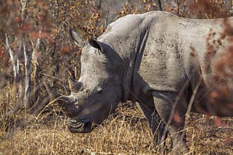Southern white rhinoceros in Kruger National park, South Africa