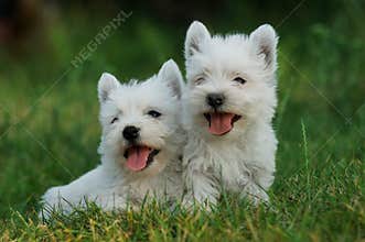 West highland white terrier