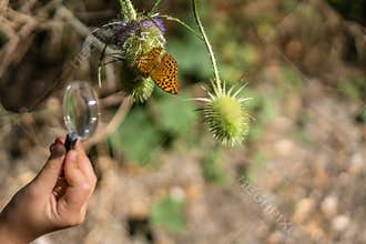 Watching butterfly through magnifying glass