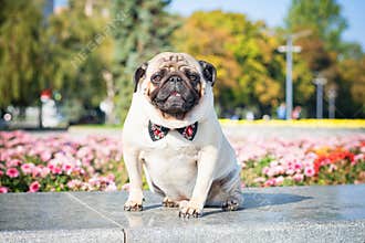 A cute pug dog in a black and red butterfly tie against a background of a summer city landscape.