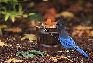 Steller`s Blue Jay Wooden Bucket Fall Leaves