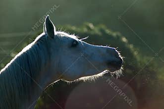 Horse snort