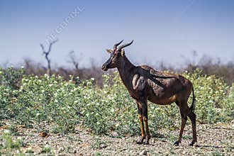 Common tsessebe in Kruger National park, South Africa ;