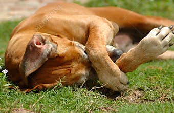 Dog itchy scratching