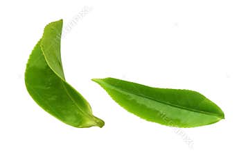Tea leaf