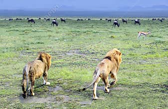 Two male lions walking off into the Serengeti in Tanzania, Africa