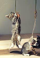 Team of Playful Kittens