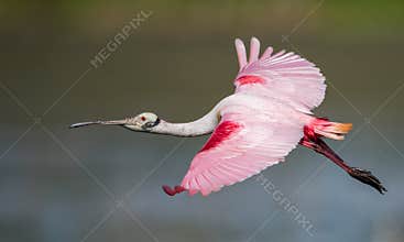 Roseate Spoonbill in the water