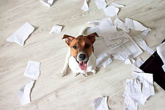 Naughty Dog in the Mess. Bad Dog Sitting In Torn Pieces of Documents on the Floor. Pet Tore up Important Documents. Bad dog sittin