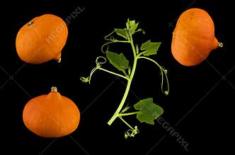 Pumpkin clip art for Halloween isolated on black background