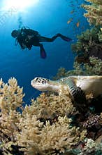 Diver and turtle along the reef, Red Sea, Egypt