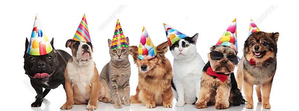 Team of seven happy pets wearing colorful birthday hats