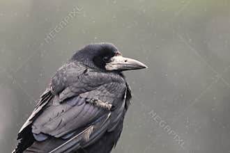Rook in the rain