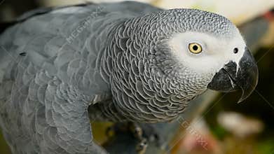 Red-tailed monogamous African Congo Grey Parrot. Companion Jaco is popular avian pet native to equatorial region.