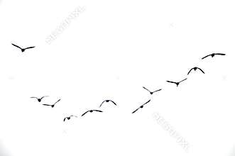 Birds Flying in Overcast Sky