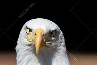 America gone mad. Cross-eyed American bald eagle. USA national b