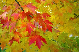Red Maple Leaves