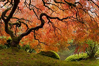 Japanese Maple - Wide Angle