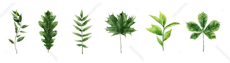 Leaf Watercolor Greenery Foliage Elements. Watercolour illustration isolated on white background.