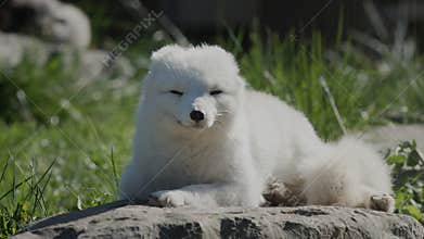 The Arctic fox wakes up and looks around. Funny videos with animals