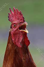 Crowing rooster with lifted head