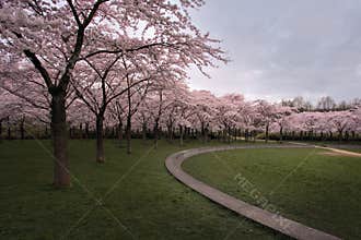 Cherry trees in full bloom